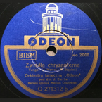 Zwiędła chryzantema