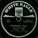 Tulipany (A. Gold – Kranowski)